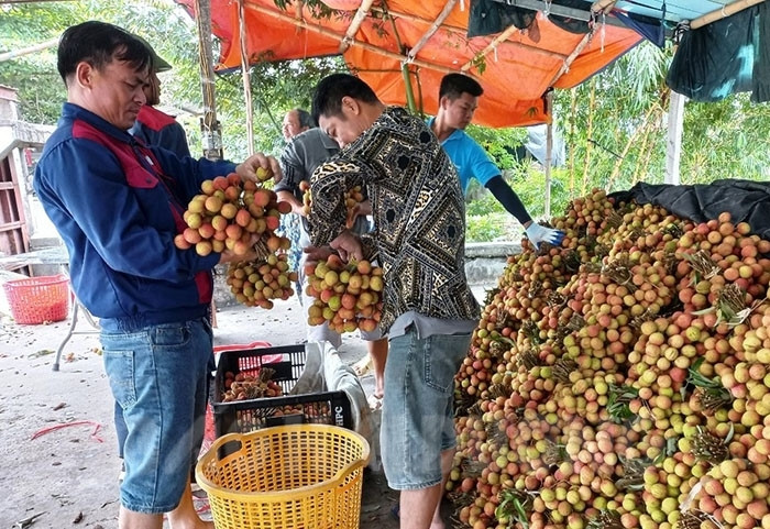 Early lychee export lifts specialty's value